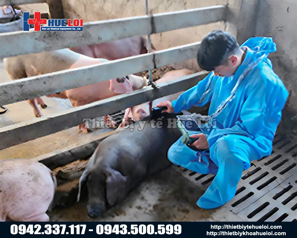 Máy siêu âm chẩn đoán thai ở lợn nái di động