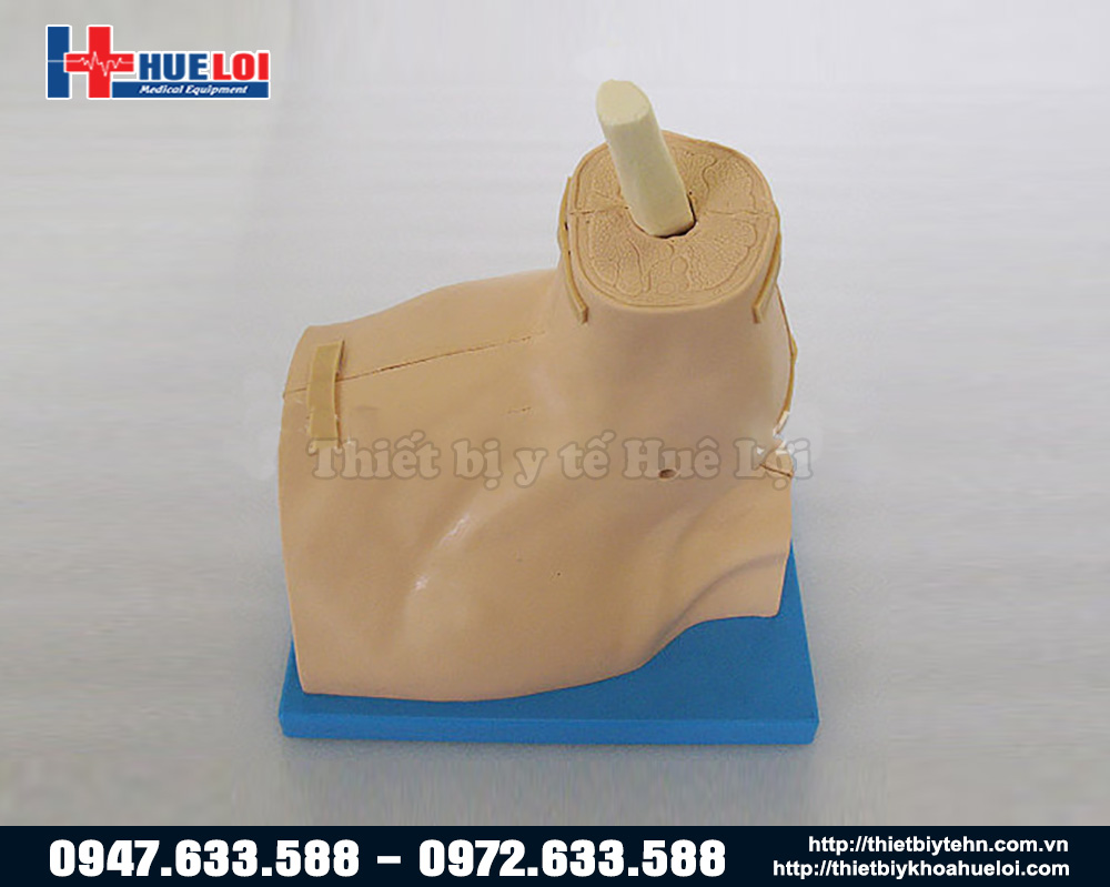 mô hình khớp gối đào tạo phẫu thuật nội soi