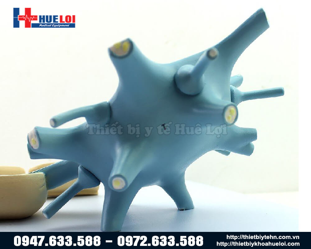 mô hình neuron thần kinh mặt ngoài