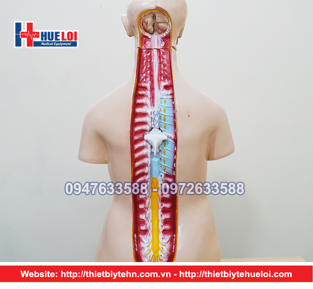 Mô hình giải phẫu nội tạng cơ thể người nữ (85cm)